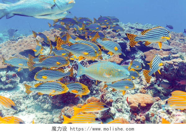 海洋海底中的鱼群学校附近的珊瑚礁，马尔代夫鱼儿